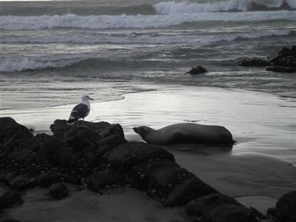 'Luxury Oceanfront Penthouse With Pools, Jacuzzis And Spectacular Ocean Views' Apartman Rosarito Kültér fotó